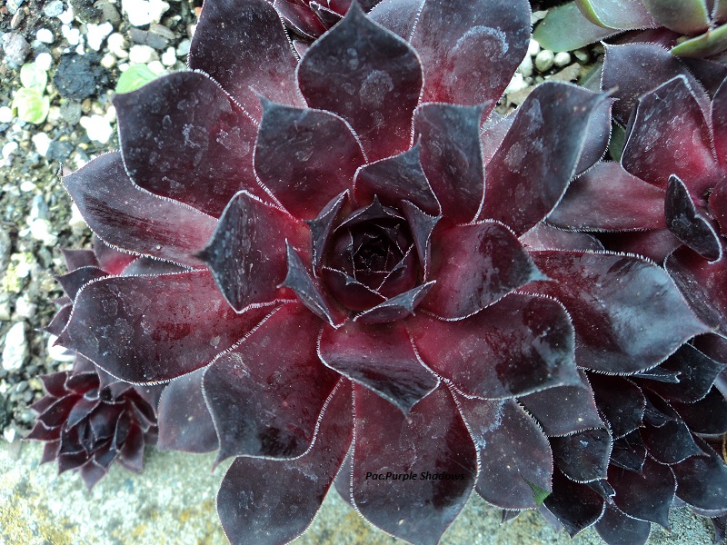 Pacific Purple Shadows
