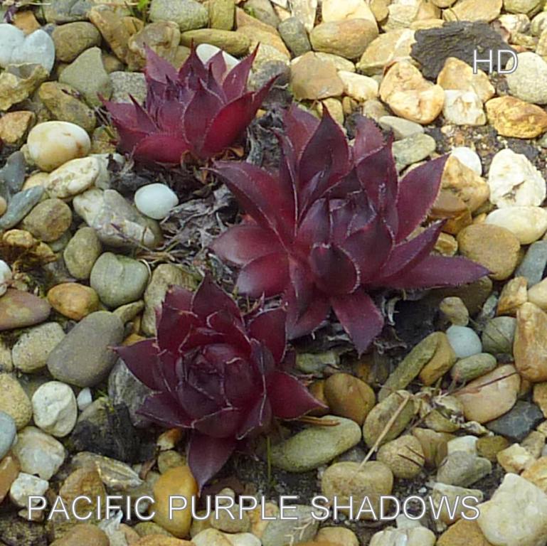Pacific Purple Shadows