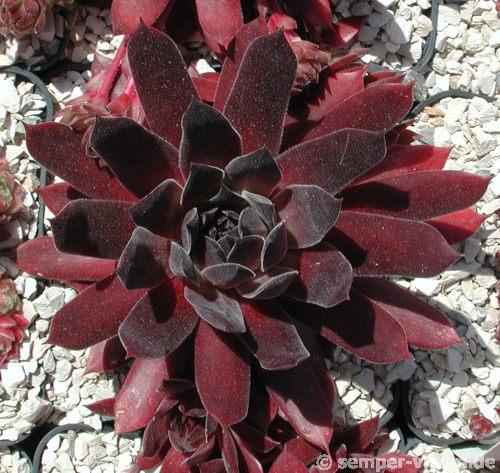 Pacific Evening Star