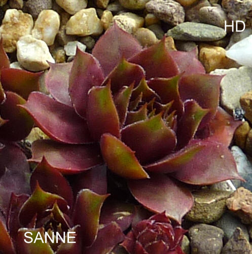 Sanne