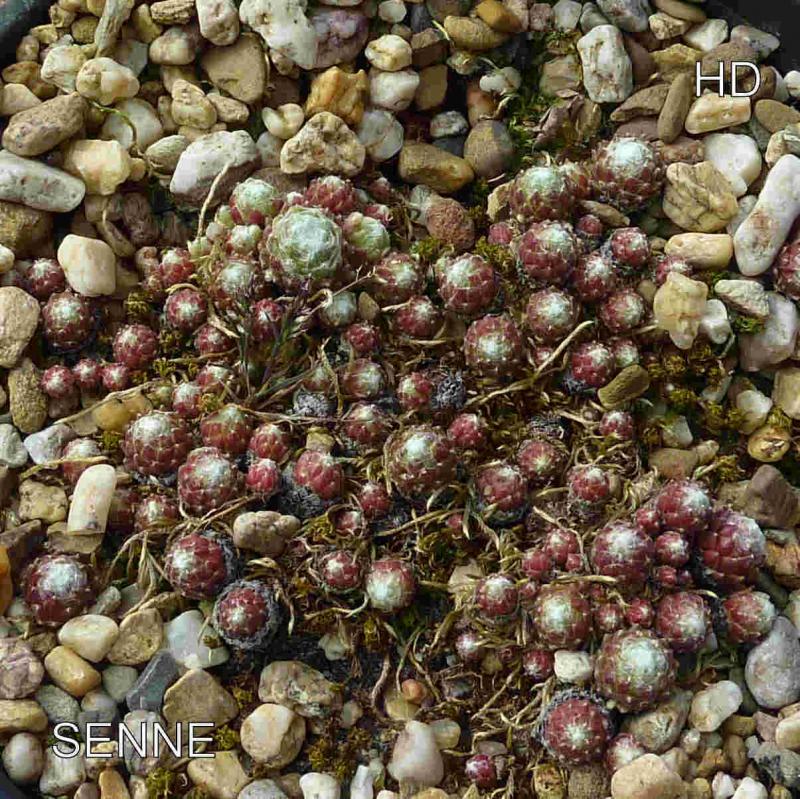 Senne