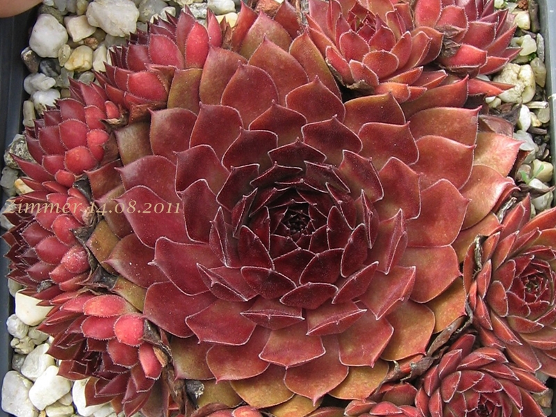 Pacific Red Rose