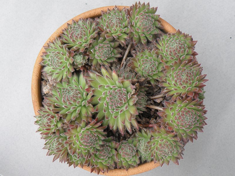Sea Coral