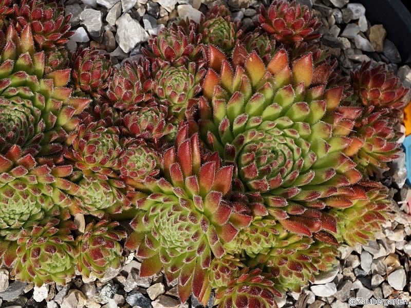 Sea Coral