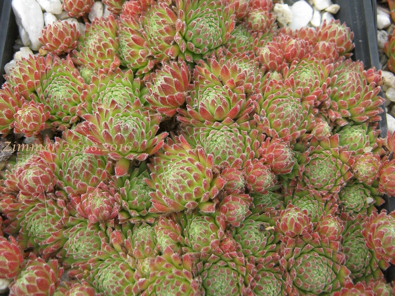 Sea Coral