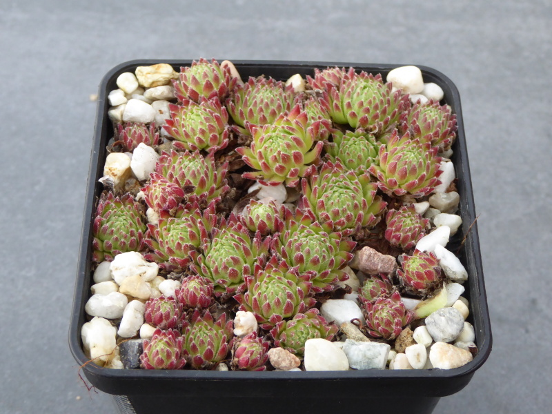 Sea Coral