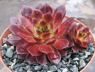 Pacific Red Rose