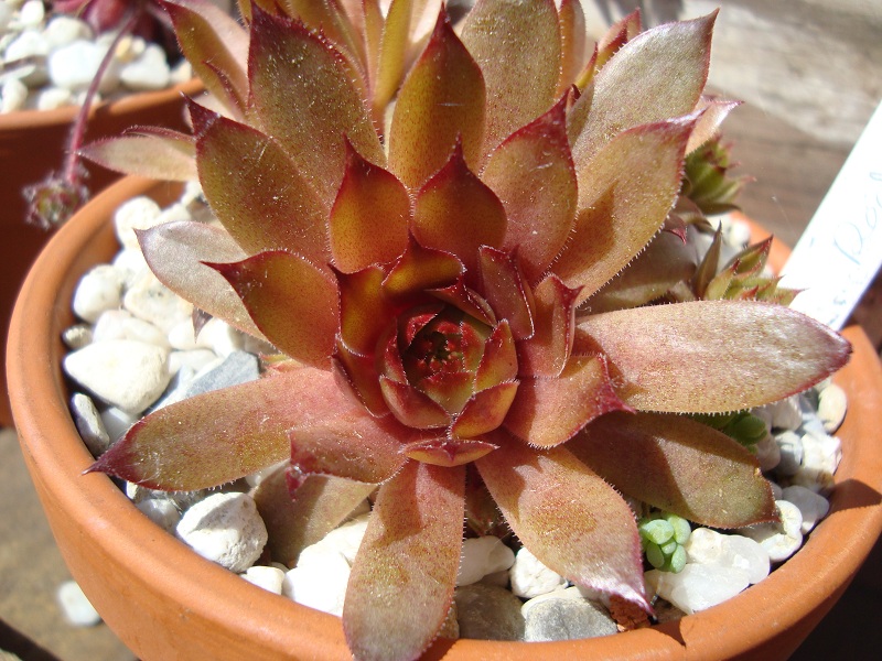 Red Korspel