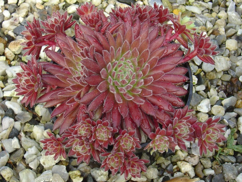 Sea Coral