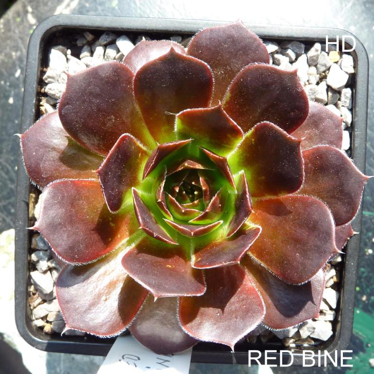 Red Bine / Jovi