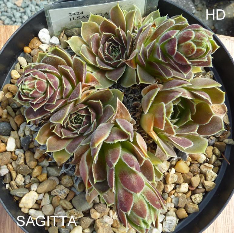 Sagitta / Jovi