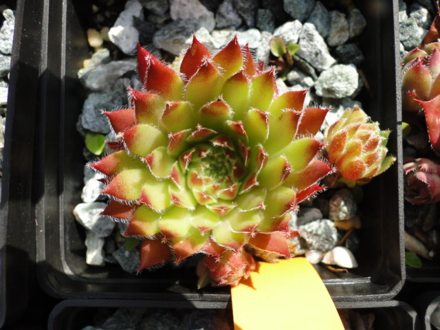 Spiny Havendijk