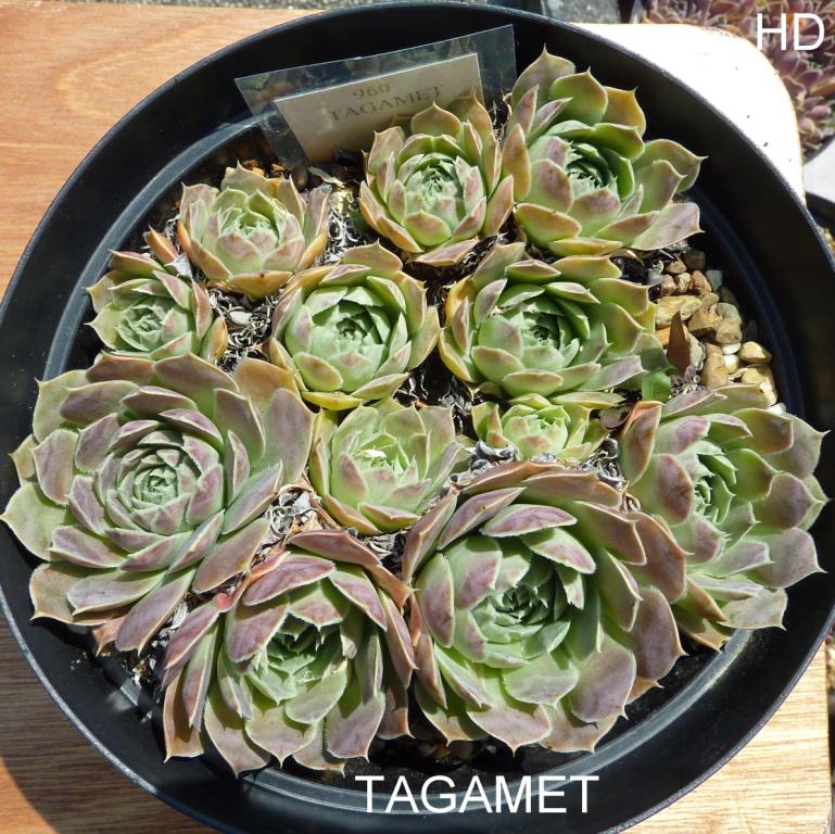 Tagamet / Jovi