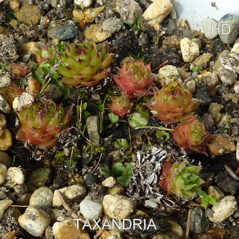 Taxandria