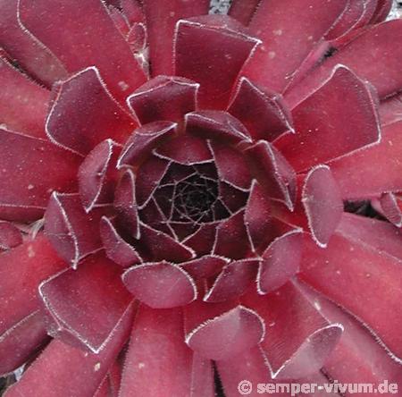 Pacific Red Rose