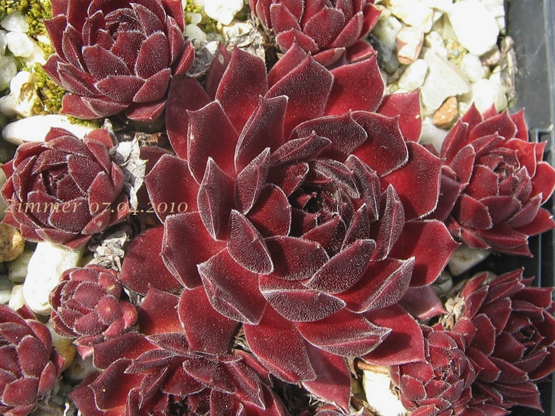 Pacific Red Rose
