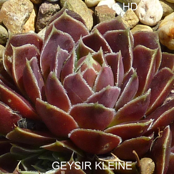Geysir Kleine / Jovi