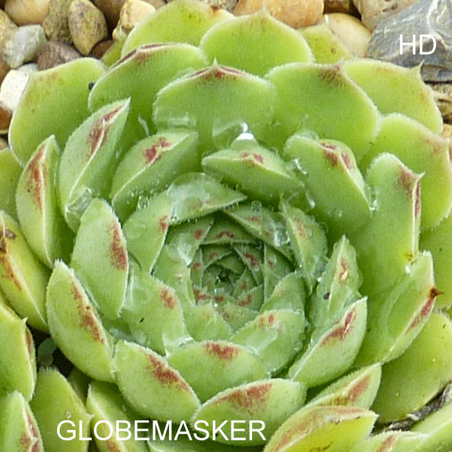 Globemasker / Jovi