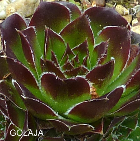 Golaja / Jovi