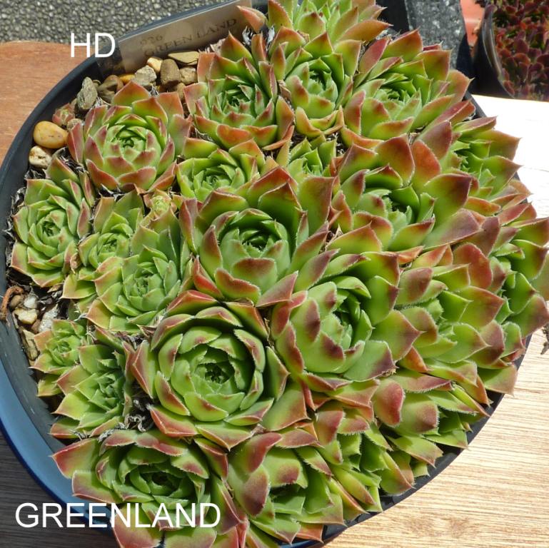 Greenland / Jovi