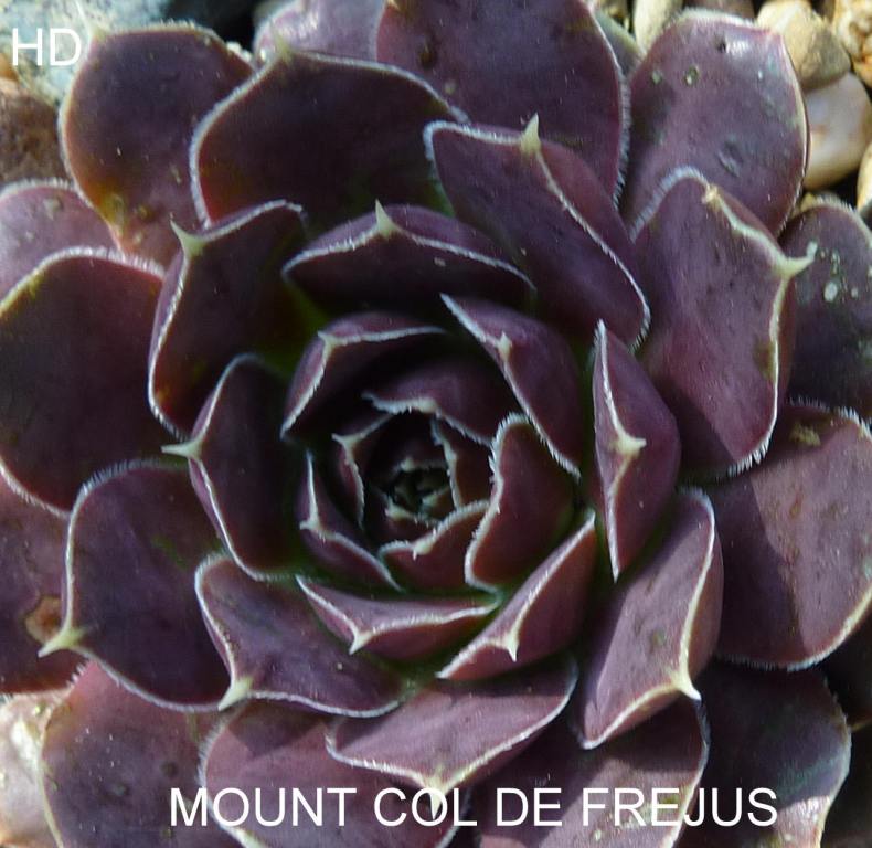 Mount Col de Frejus / Jovi