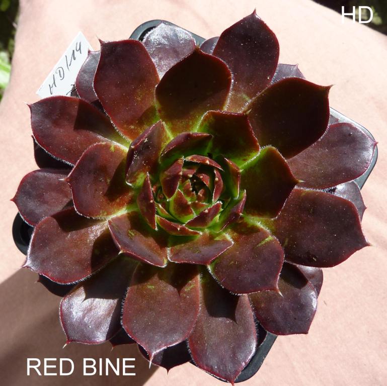 Red Bine / Jovi