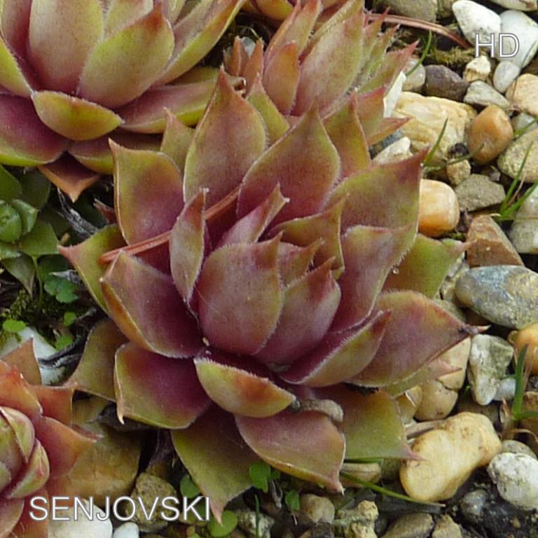 Senjovski