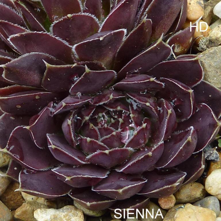 Sienna / Jovi