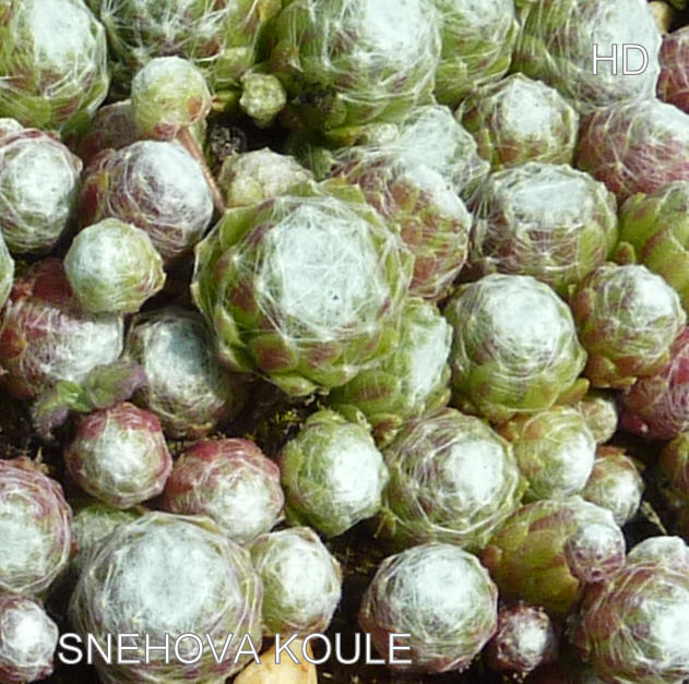 Snehova Koule