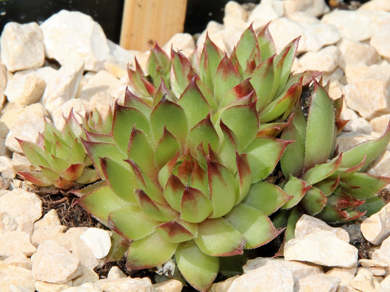 Spiny Havendijk