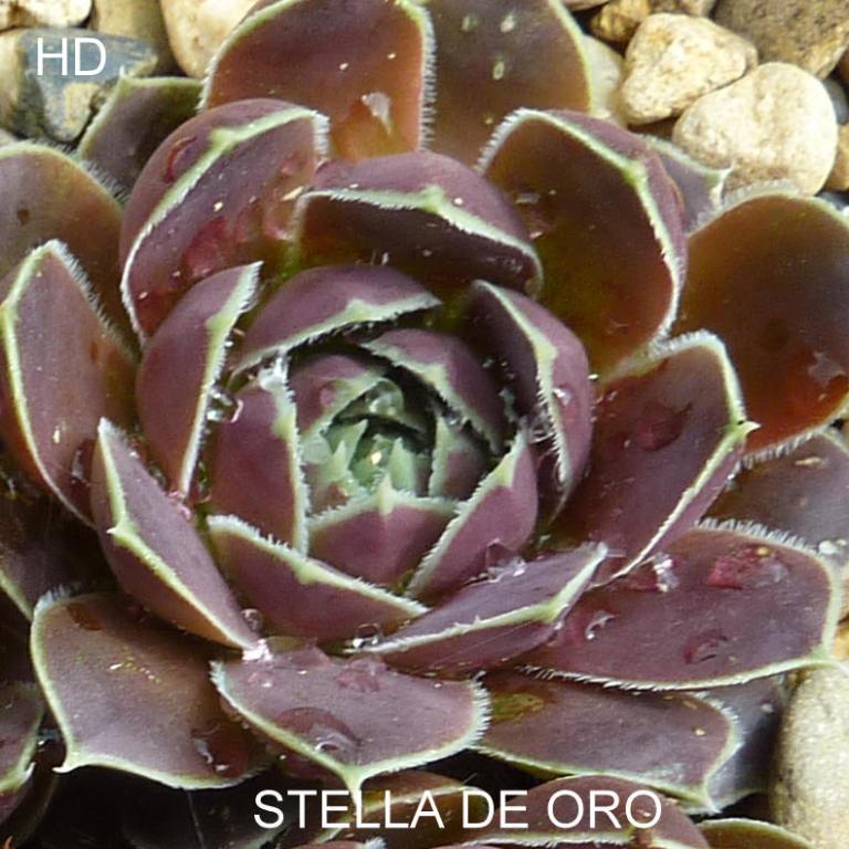 Stella de Oro / Jovi