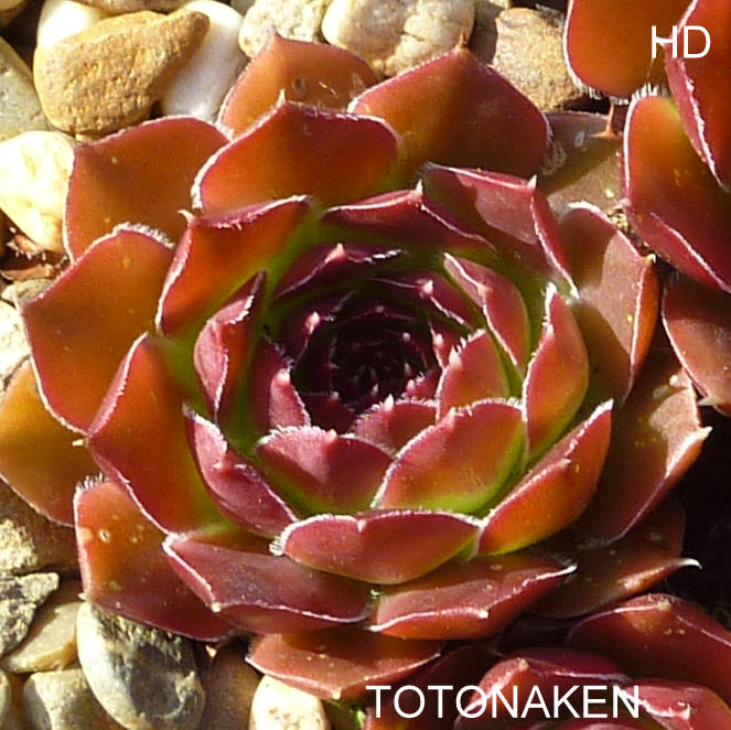 Totonaken / Jovi
