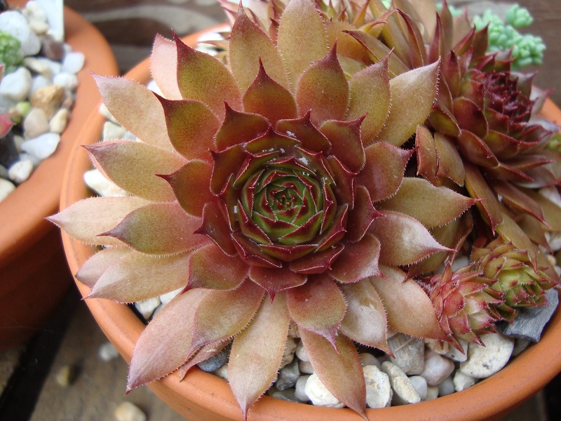 Red Korspel