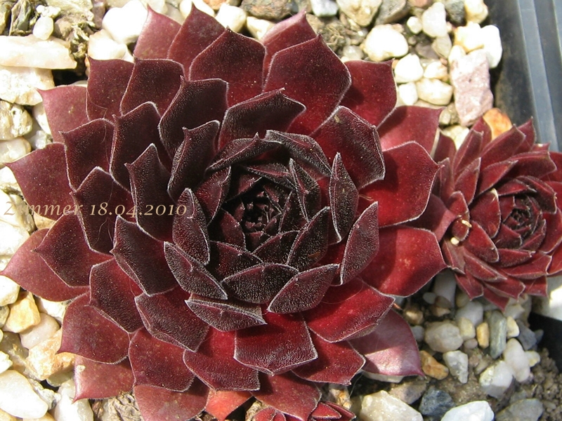 Pacific Red Rose