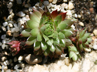 Salvano