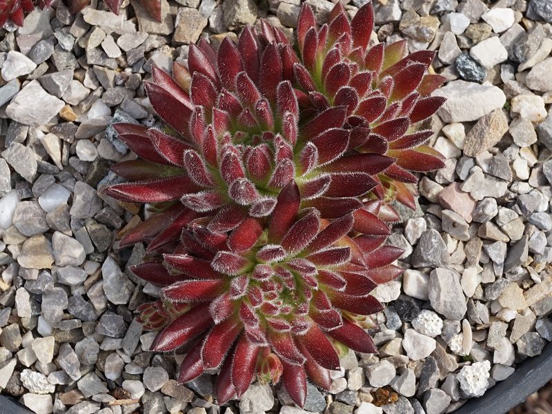 Sea Coral