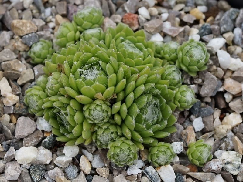 Spiny Havendijk
