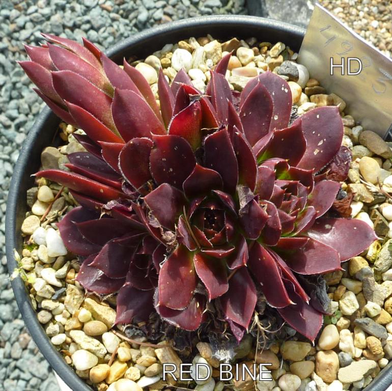 Red Bine / Jovi