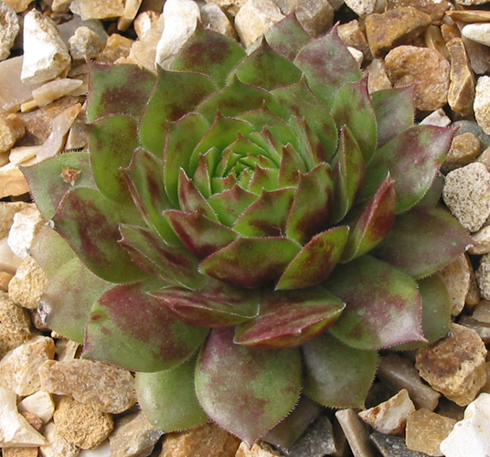 Tambimuttu