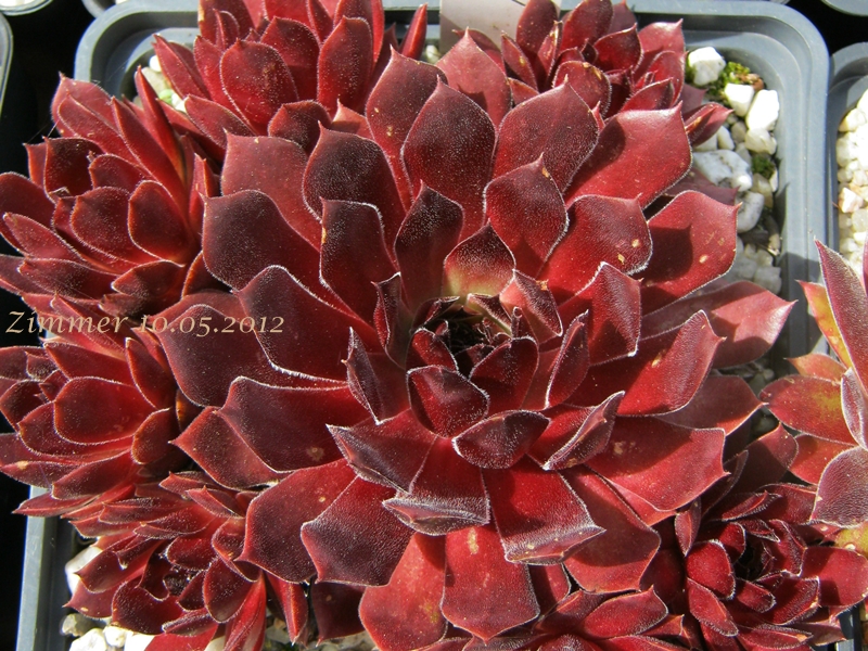 Pacific Red Rose