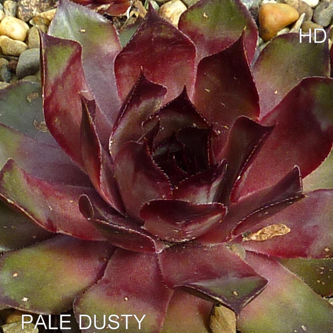Pale Dusty