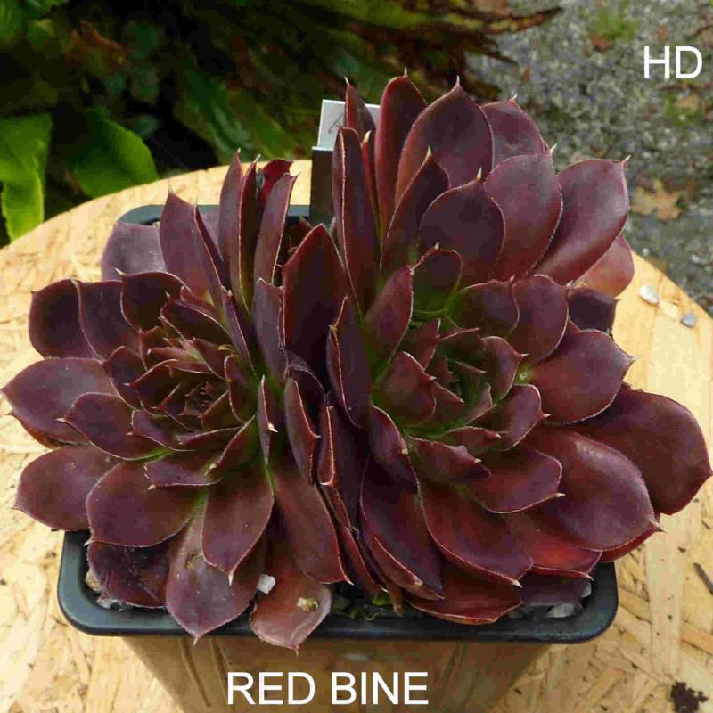 Red Bine / Jovi