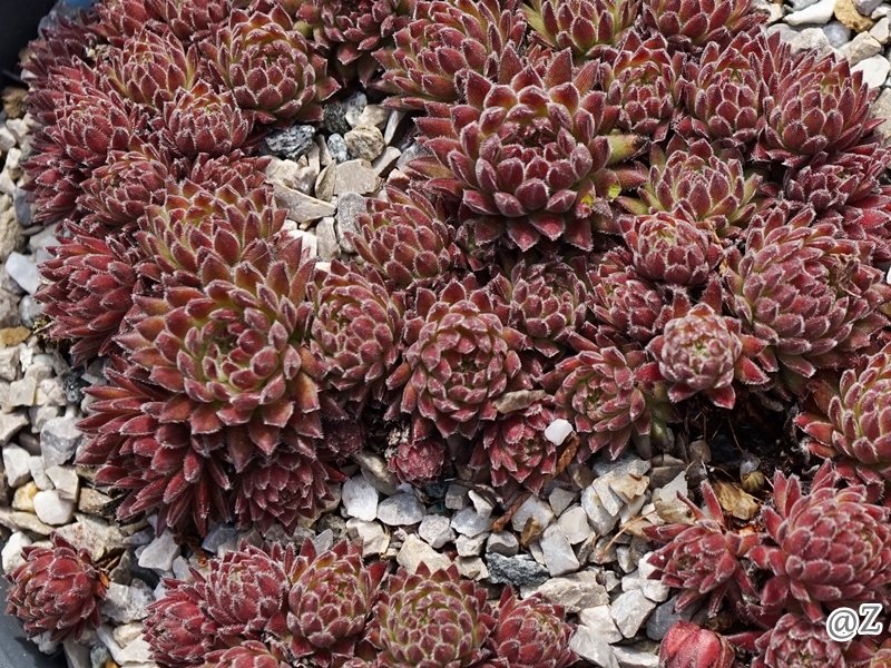 Sea Coral