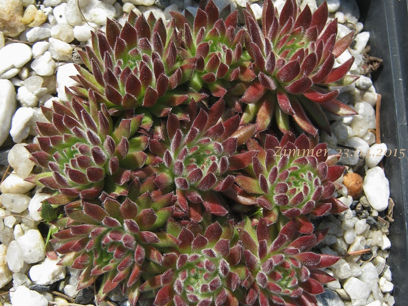 Sea Coral