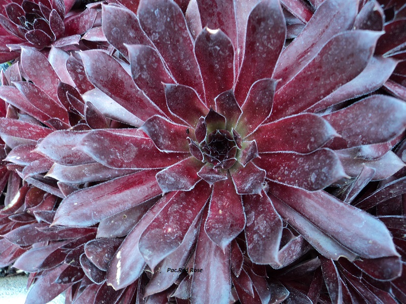 Pacific Red Rose