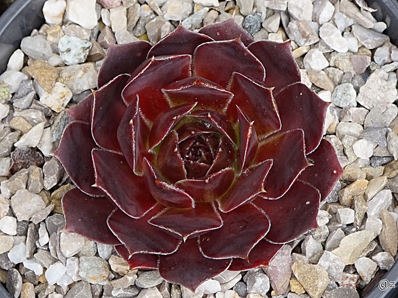 Red Bine / Jovi