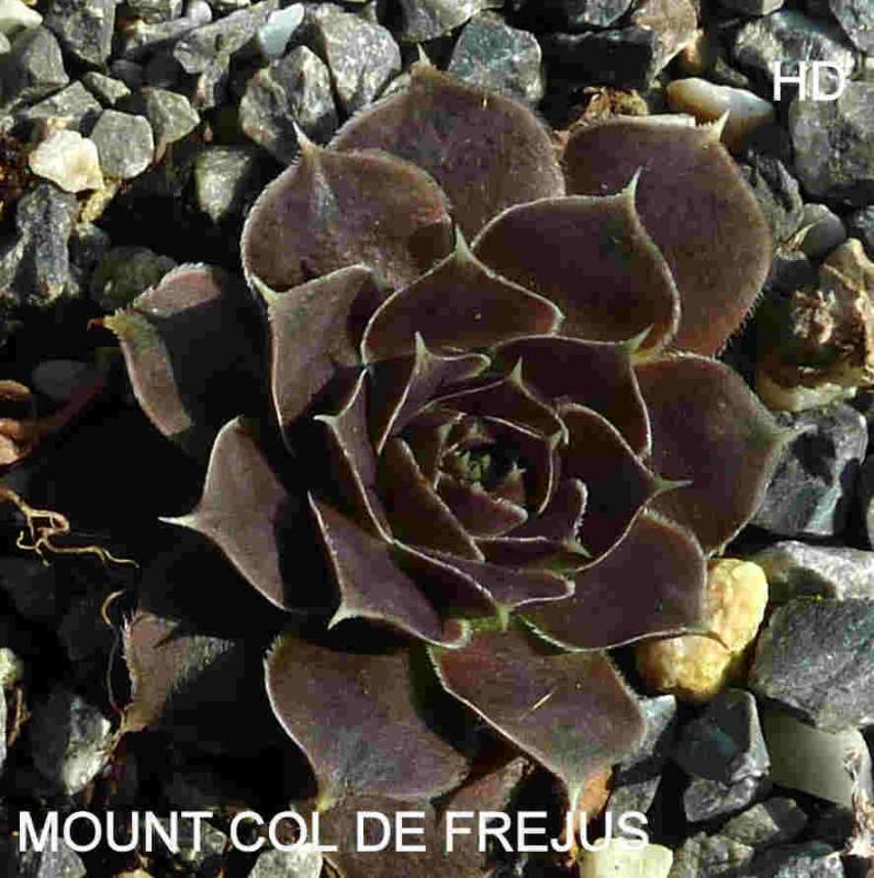 Mount Col de Frejus / Jovi