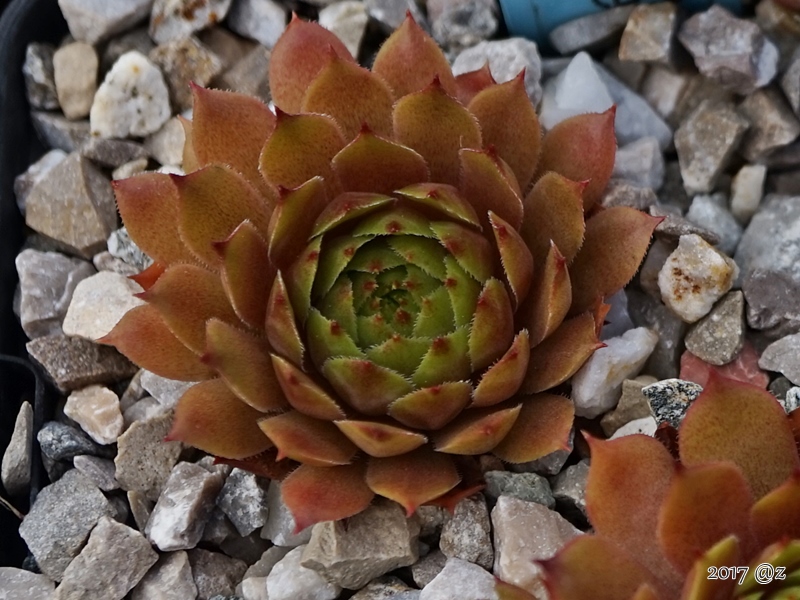 Red Korspel