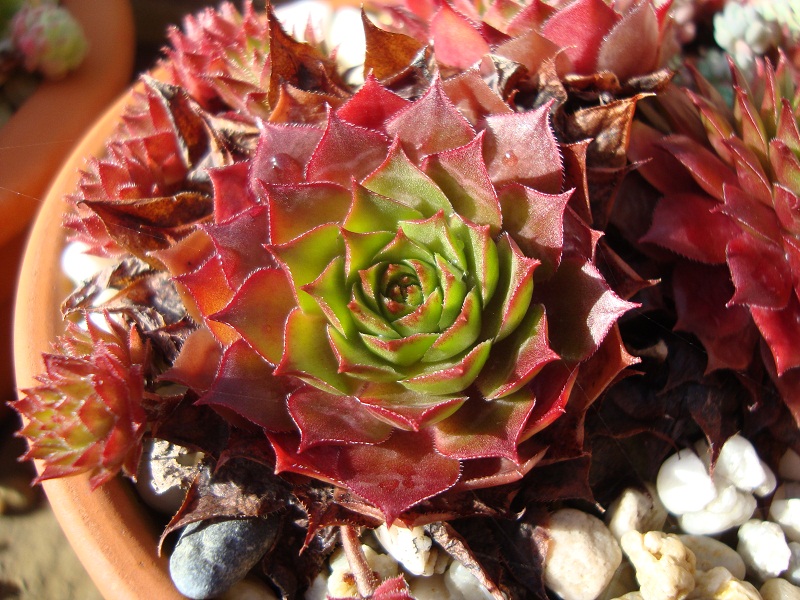 Red Korspel