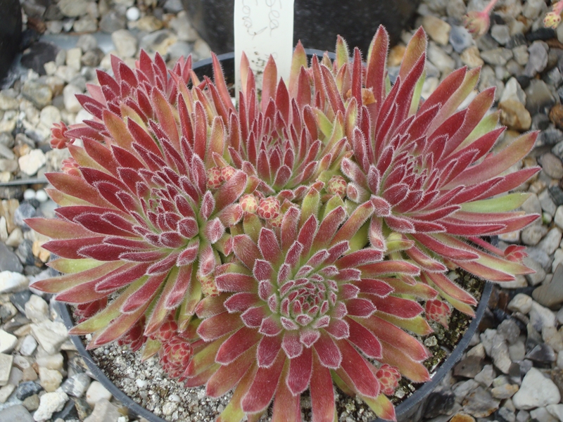 Sea Coral